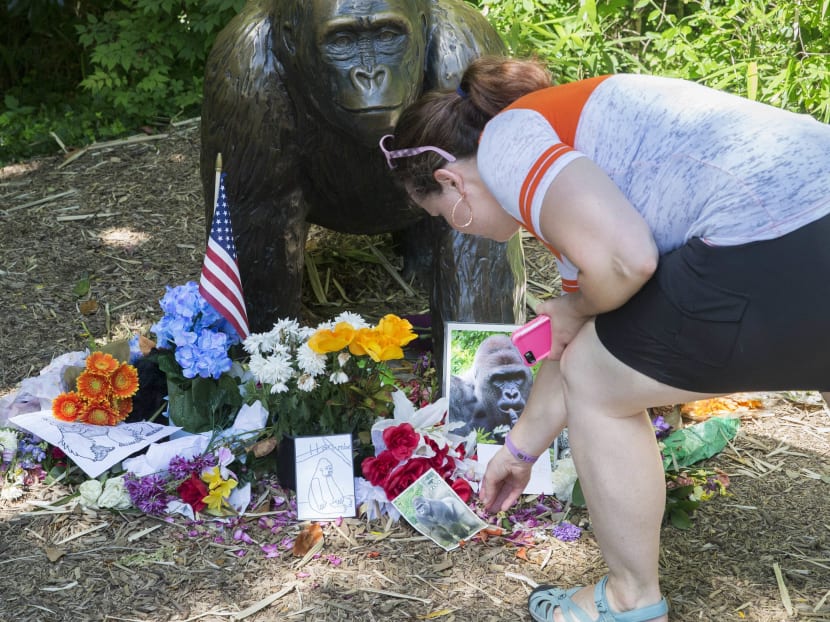 A visitor touches a picture of Harambe, a male silverback gorilla, at a makeshift memorial outside the Gorilla World exhibit at the Cincinnati Zoo & Botanical Garden on June 7, 2016. Photo: AP