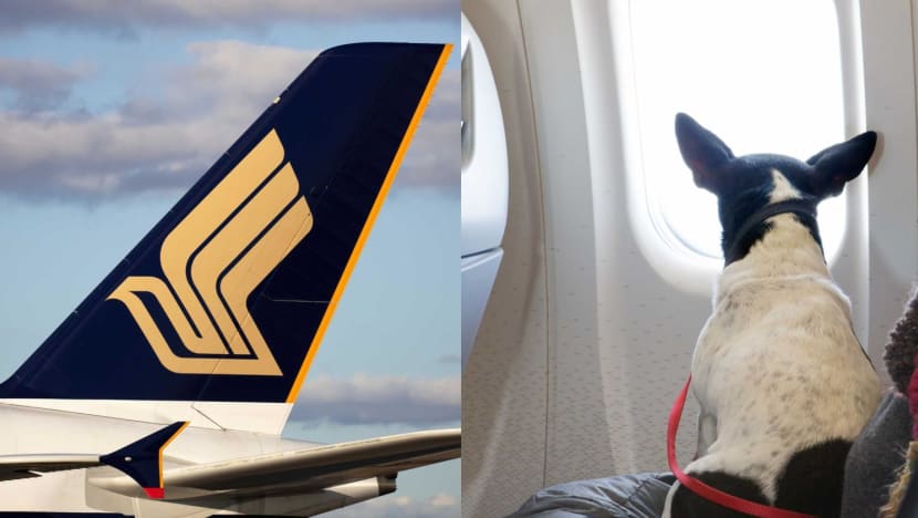 SIA will no longer allow passengers to fly with emotional support dogs from April 2023