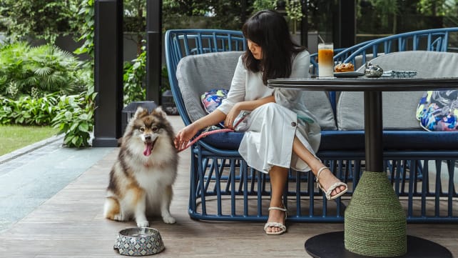Need a getaway with your furry companion? More hotels are offering pet-friendly staycation options in Singapore 