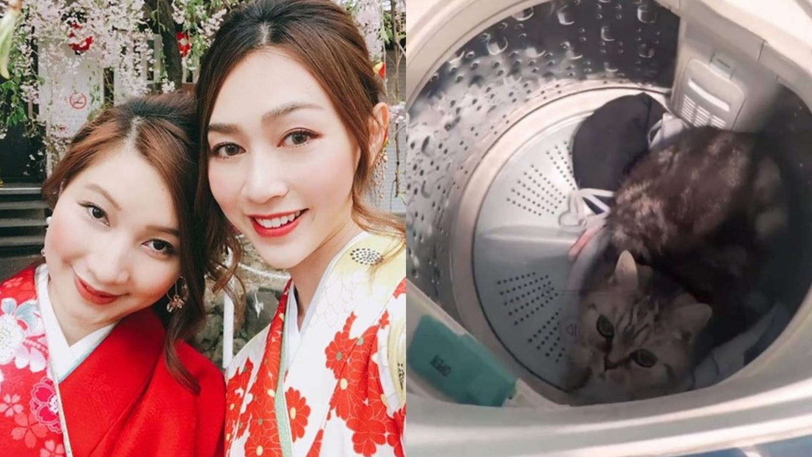 The Sister Of This Miss Hongkong Got Arrested For Putting Her Cat In A Washing Machine And Turning It On The Sister Of This Miss Hongkong Got Arrested For Putting Her Cat In A Washing Machine And Turning It On