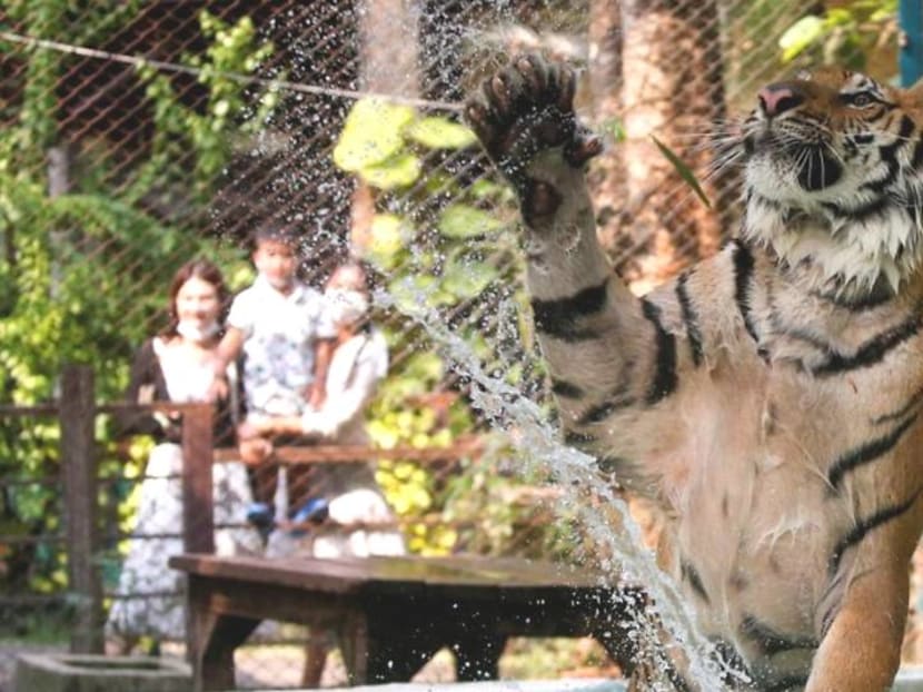 As temperatures rise, tigers get chicken ice pops at Thai zoo As temperatures rise, tigers get chicken ice pops at Thai zoo