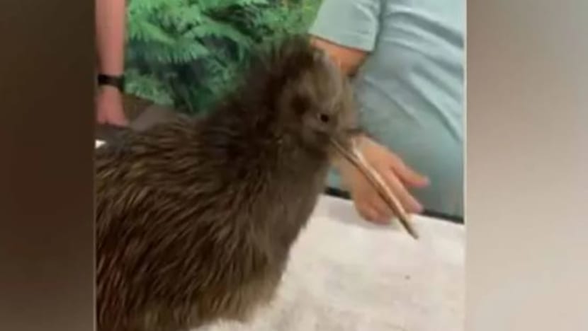 Layanan terhadap burung kiwi di taman haiwan AS cetus kemarahan New Zealand
