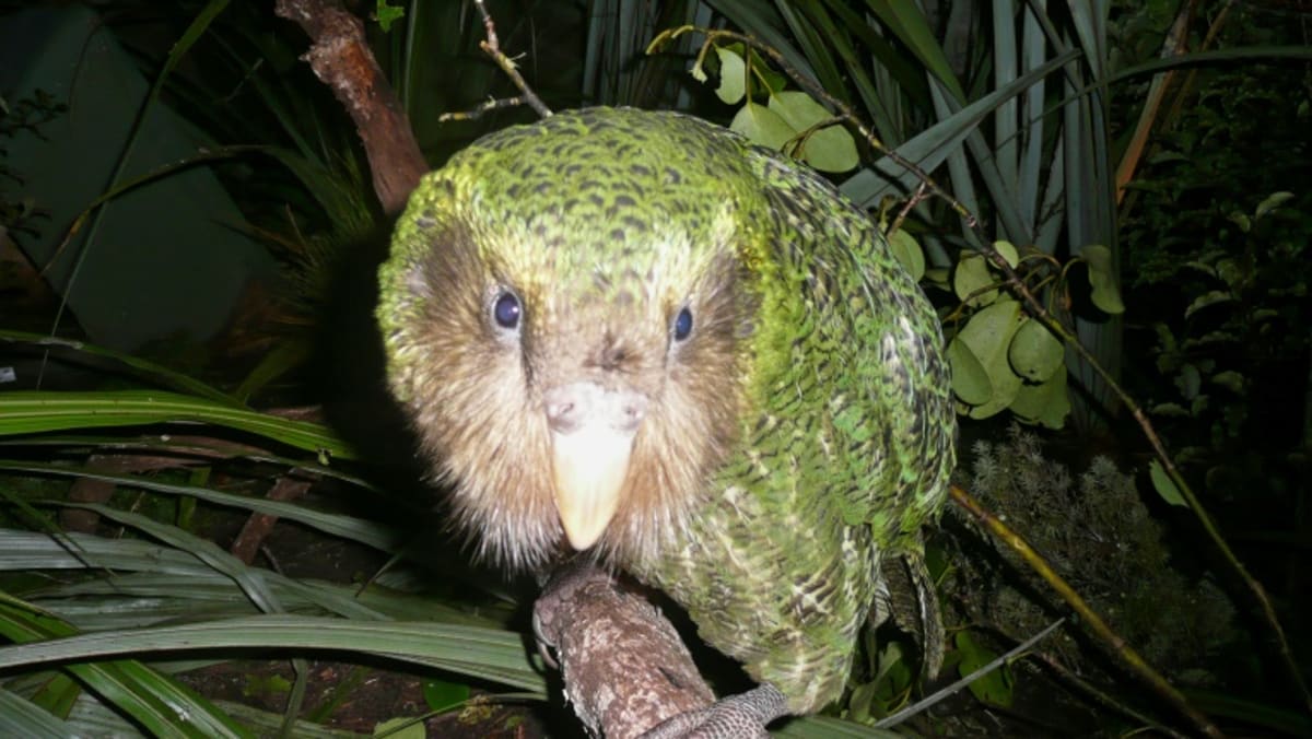 Extinct birds on the ballot for New Zealand's avian beauty contest - CNA