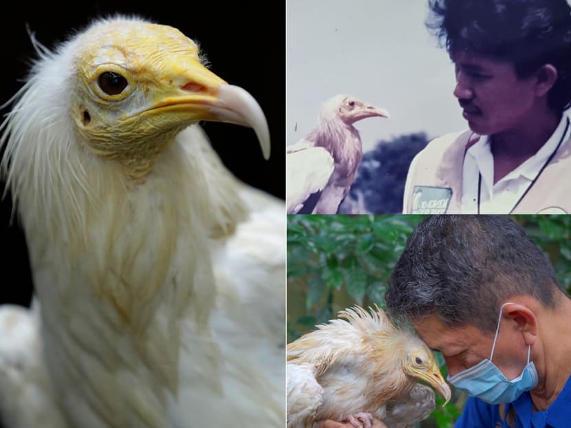 Rod the Egyptian vulture (left) pictured with Jurong Bird Park employee Clarence Saw in 1989 (top right) and 2022 (bottom right). 