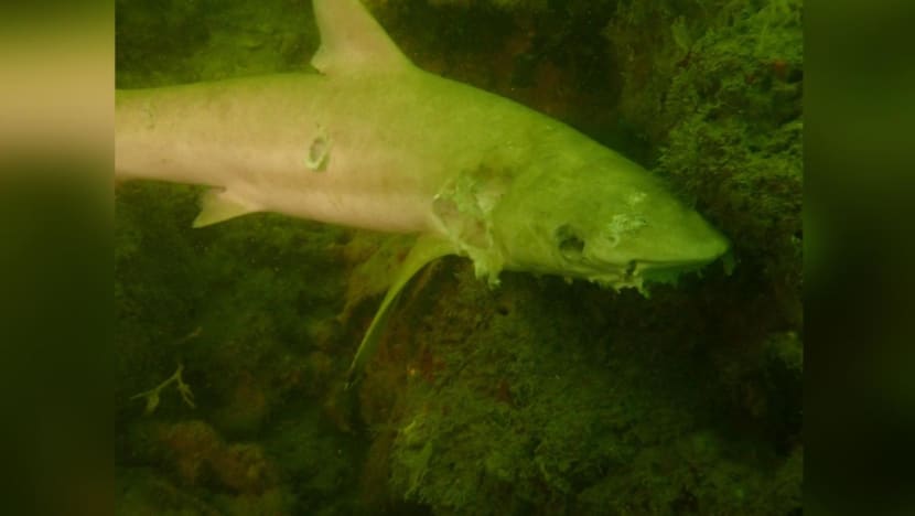 8 blacktip sharks found dead in waters off Pulau Hantu 8 blacktip sharks found dead in waters off Pulau Hantu