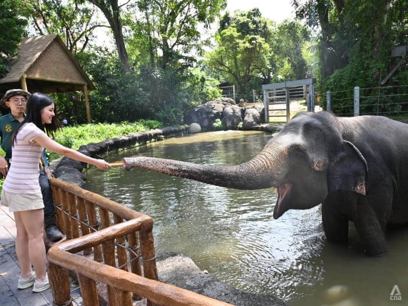 We went 'glamping in the wild' at the Singapore Zoo – here’s what you can expect