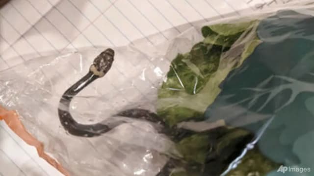 澳洲男子超市买生菜“送”毒蛇