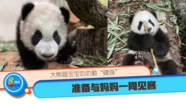 大熊猫宝宝叻叻勤“健身” 准备与妈妈一同见客