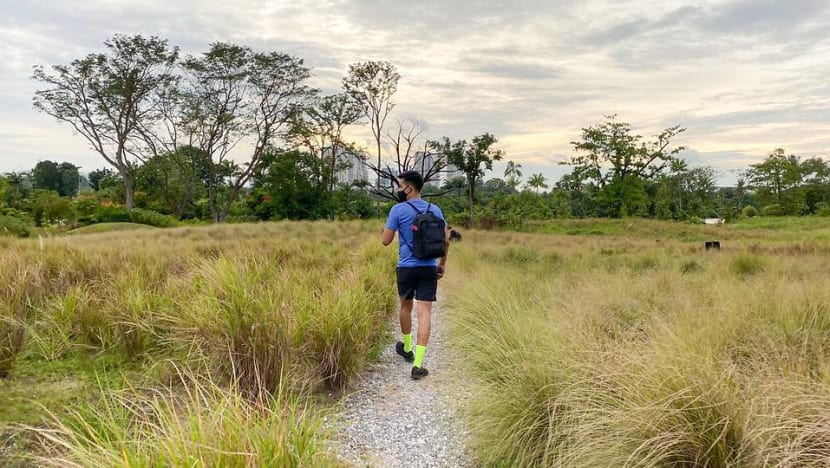 CNA explores Singapore on foot (Day 1): The lone tree and the longer-than-expected walk 