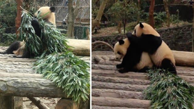 本地出生大熊猫叻叻在中国正式展出!