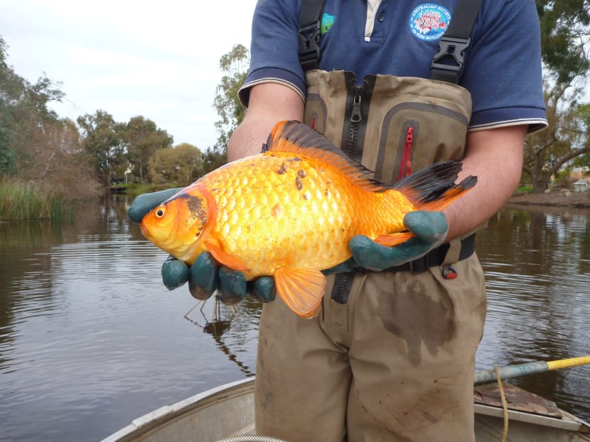 An undated handout photo of a goldfish caught by researchers in the Vasse River in Australia. Photo: Stephen Beatty via The New York Times