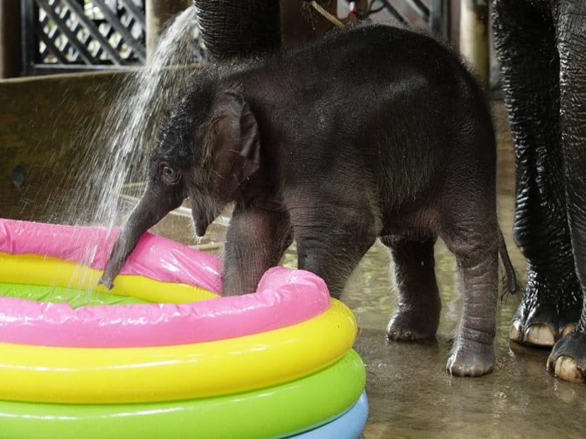 Night Safari welcomes baby elephant, first in six years