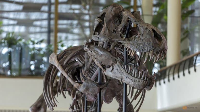 Rare T-Rex skeleton to go under the hammer in Switzerland Rare T-Rex skeleton to go under the hammer in Switzerland