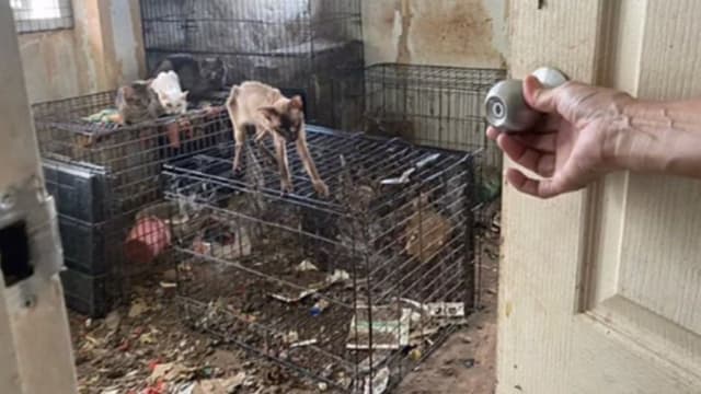 为骗善款泰国妇女圈养流浪猫狗 虐待动物致64只死亡
