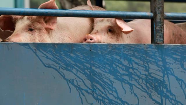香港猪只样本再检出非洲猪瘟病毒 约2800头猪将被销毁