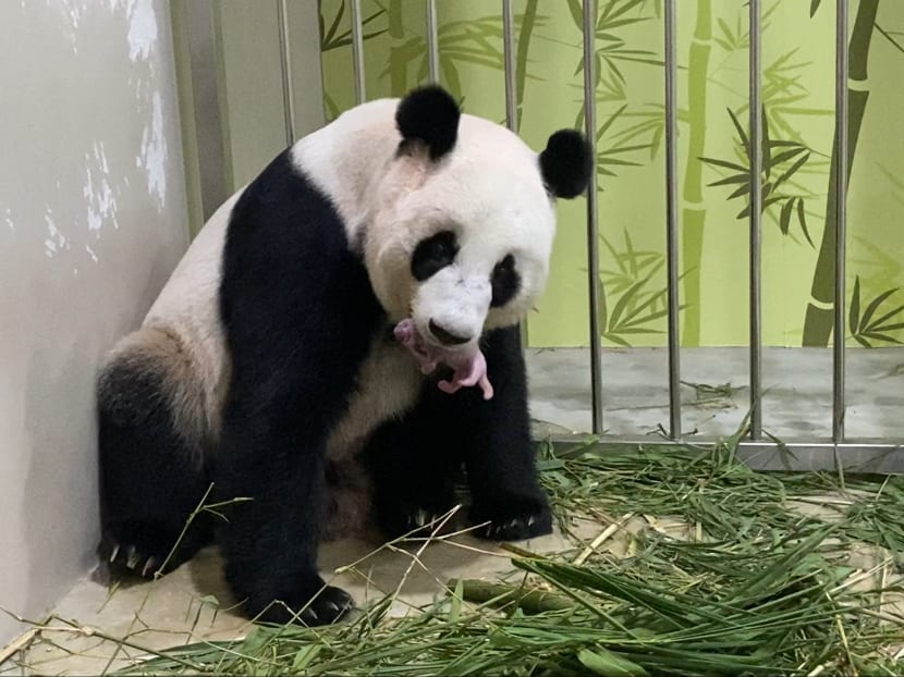 Singapore’s first giant panda cub has been born to Jia Jia and Kai Kai