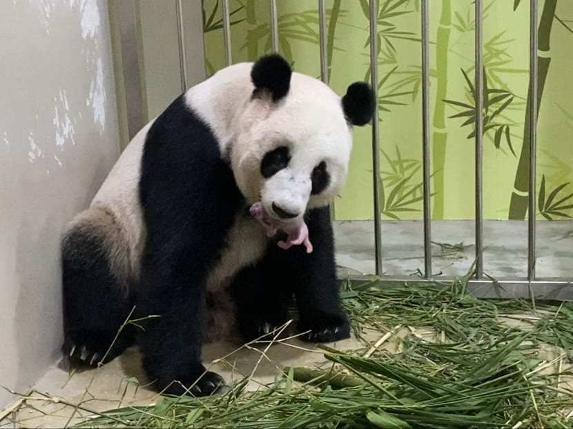 Singapore’s first giant panda cub has been born to Jia Jia and Kai Kai Singapore’s first giant panda cub has been born to Jia Jia and Kai Kai