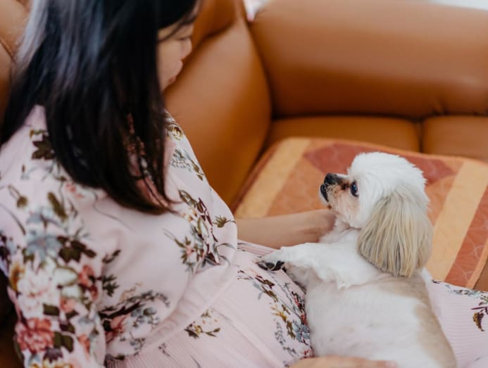 can pregnant women play with dogs myth