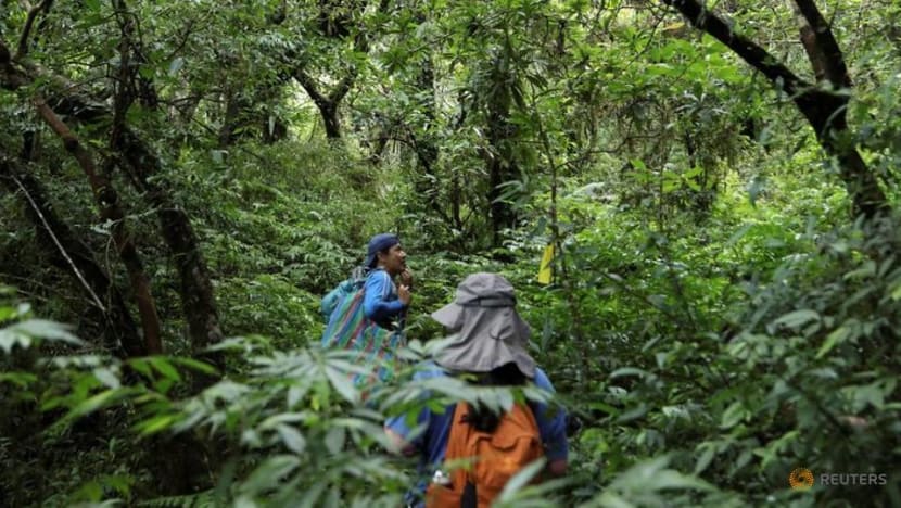 Look beyond forests for cost-effective nature restoration, governments urged