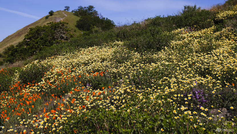 Wildflower superbloom sweeps across California, as experts highlight impacts from climate change Wildflower superbloom sweeps across California, as experts highlight impacts from climate change
