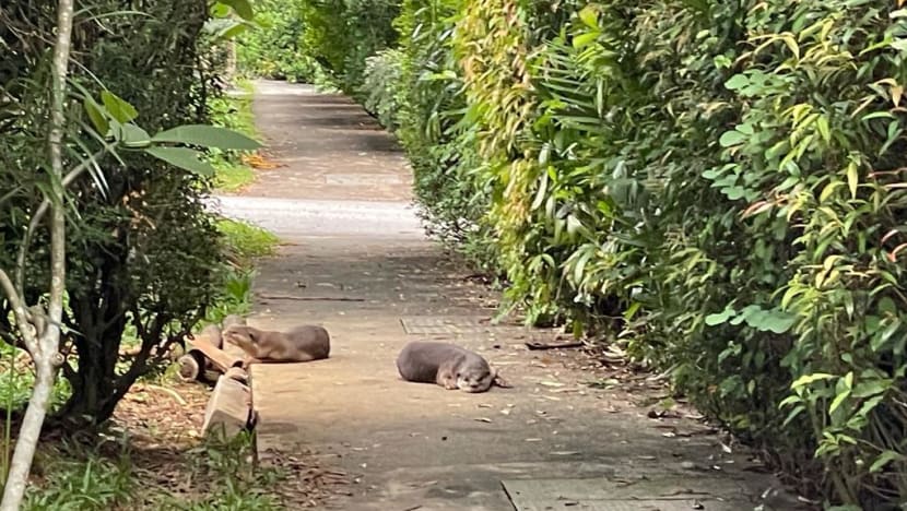 Relocation of otters from Seletar was 'last resort' given the presence of pups and location of burrow: Experts Relocation of otters from Seletar was 'last resort' given the presence of pups and location of burrow: Experts