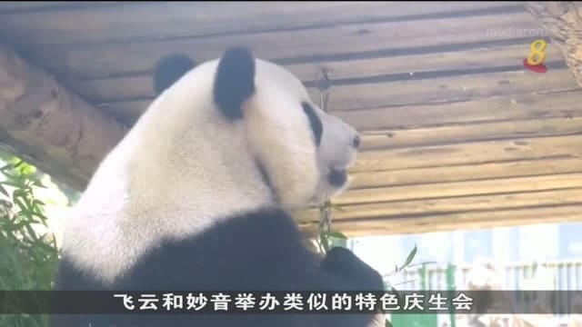 中国辽宁省大熊猫“金虎”迎来12岁 生日 动物园举办生日派对