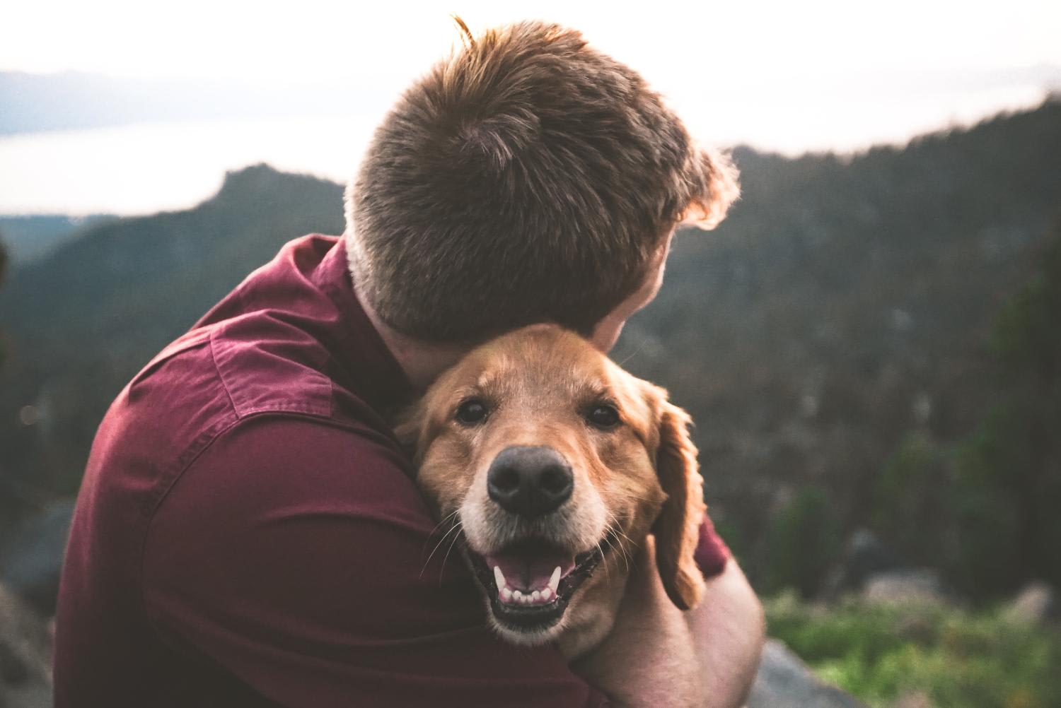 When dogs were reunited with their owners after five to seven hours of separation, they "significantly" increased tear production in the ensuing five minutes, the researchers found. When dogs were reunited with their owners after five to seven hours of separation, they "significantly" increased tear production in the ensuing five minutes, the researchers found.