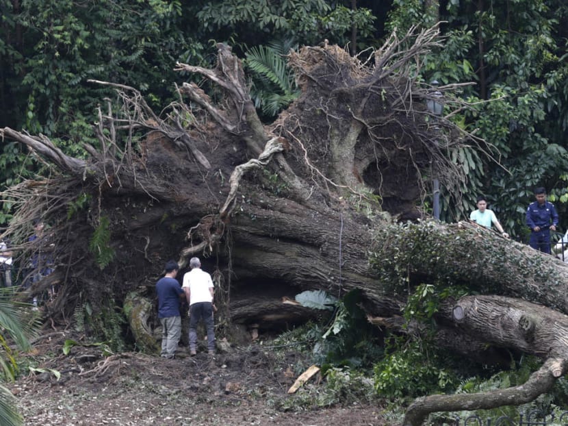 The authorities investigating the cause of the fallen Tembusu tree at the Singapore Botanic Gardens on Feb 12, 2017.