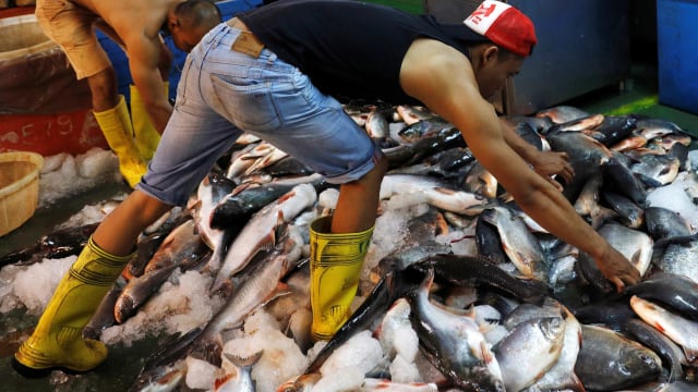 渔民捕获量减少 马国鱼价高涨