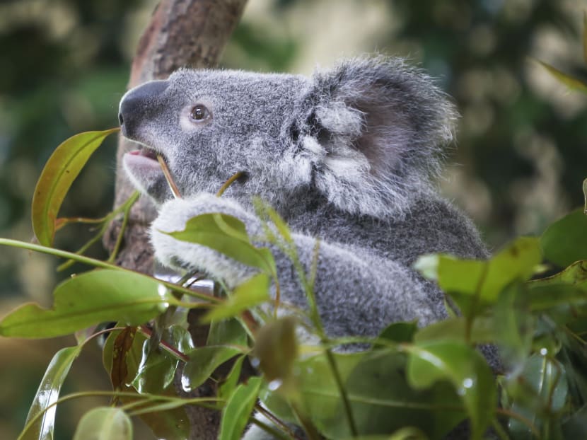 Koalas at the Singapore Zoo