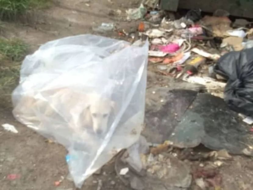 Dog plastic hotsell bag