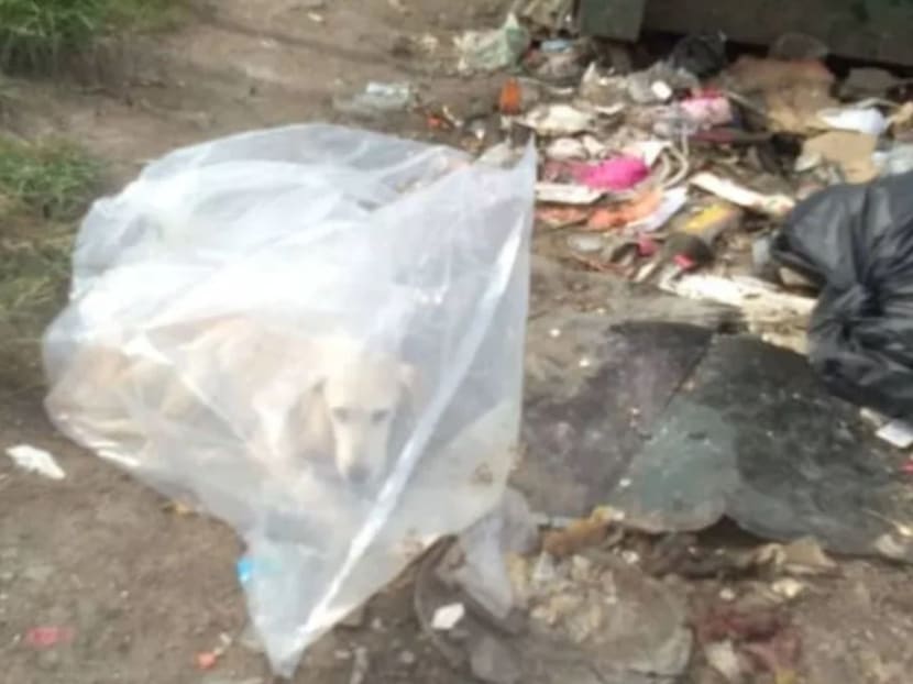 Injured dog tied up in transparent plastic bag and thrown at Selangor dumpsite rescued by delivery man
