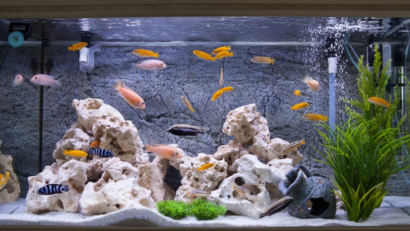 Fish farm sales executive gets jail for pocketing almost S$38,000 in fish tank payments Fish farm sales executive gets jail for pocketing almost S$38,000 in fish tank payments