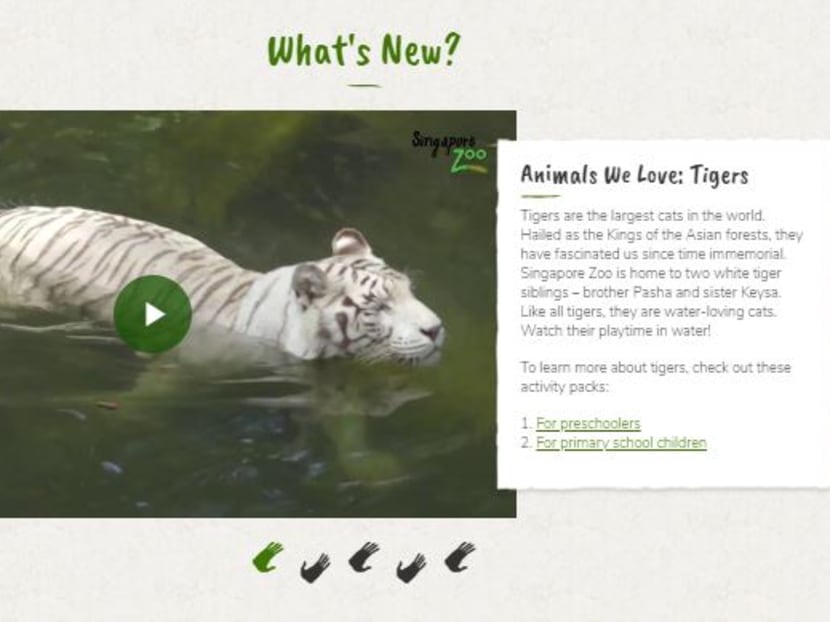 A screenshot of Wildlife Reserves Singapore's Animals We Love series.