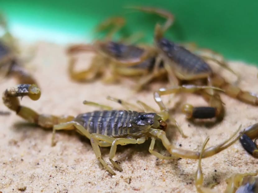 The 11th plague: Four-inch scorpions called deathstalkers descend on Egypt