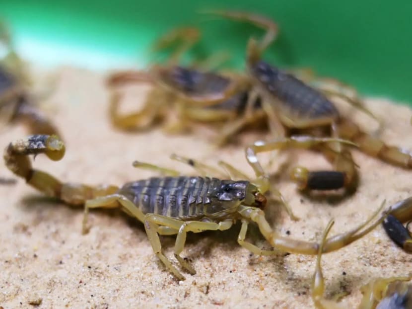 The 11th plague: Four-inch scorpions called deathstalkers descend on Egypt The 11th plague: Four-inch scorpions called deathstalkers descend on Egypt