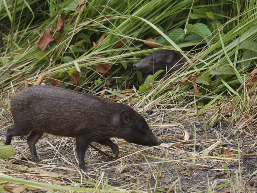 Captive-bred pygmy hogs, an endangered species and the world's rarest and smallest wild pigs, come out of a temporary enclosure during the release of four pygmy hogs into the wild at Manas National Park, some 146km from Guwahati, India, on June 26, 2021.
