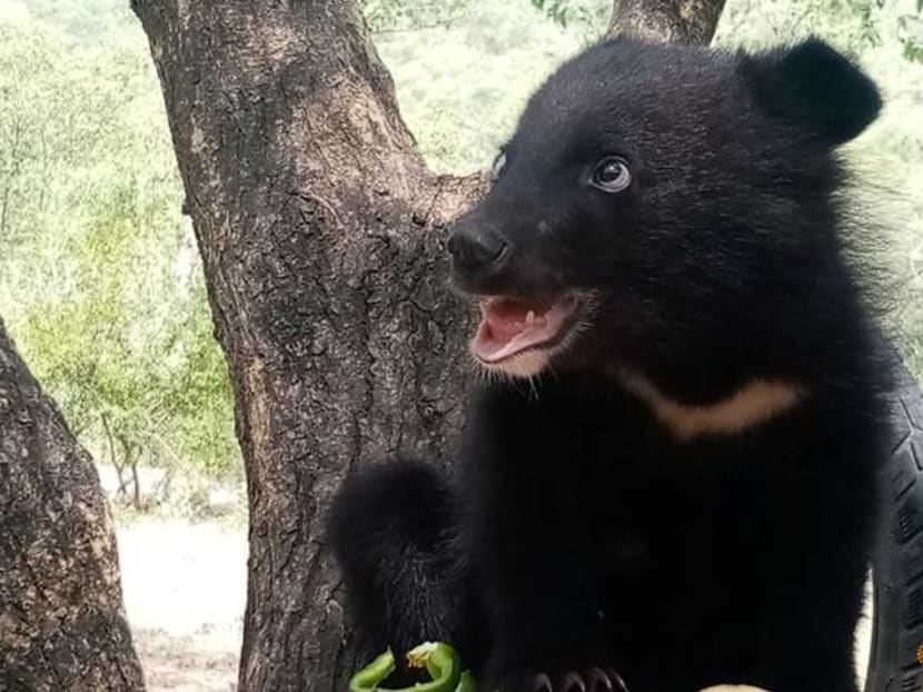 Bear necessities: Rescued cub prepares for life back in Kashmir wild Bear necessities: Rescued cub prepares for life back in Kashmir wild