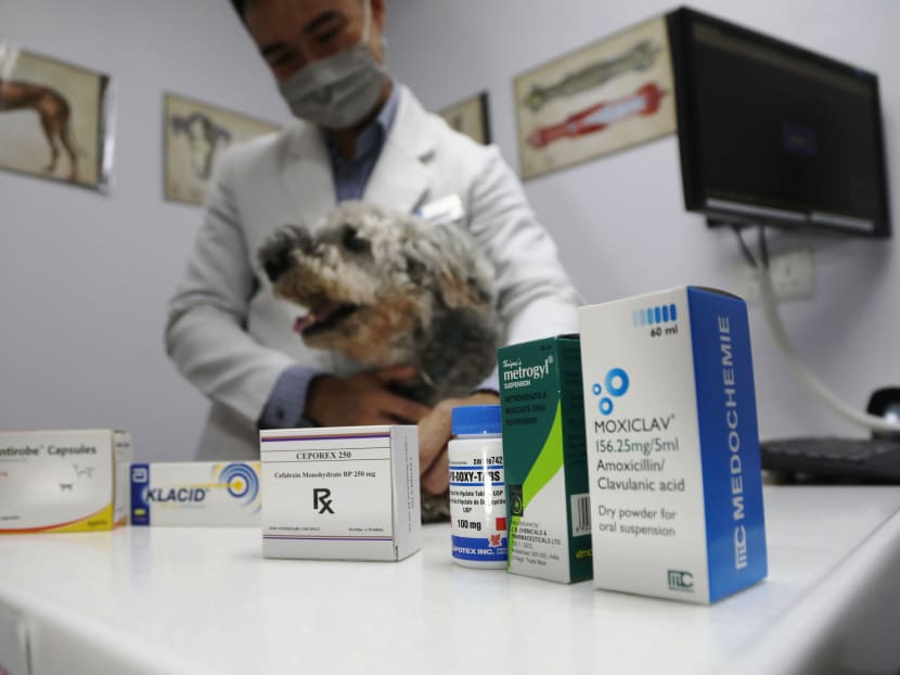Antibiotics for pets, on display at Amber Veterinary Practice.