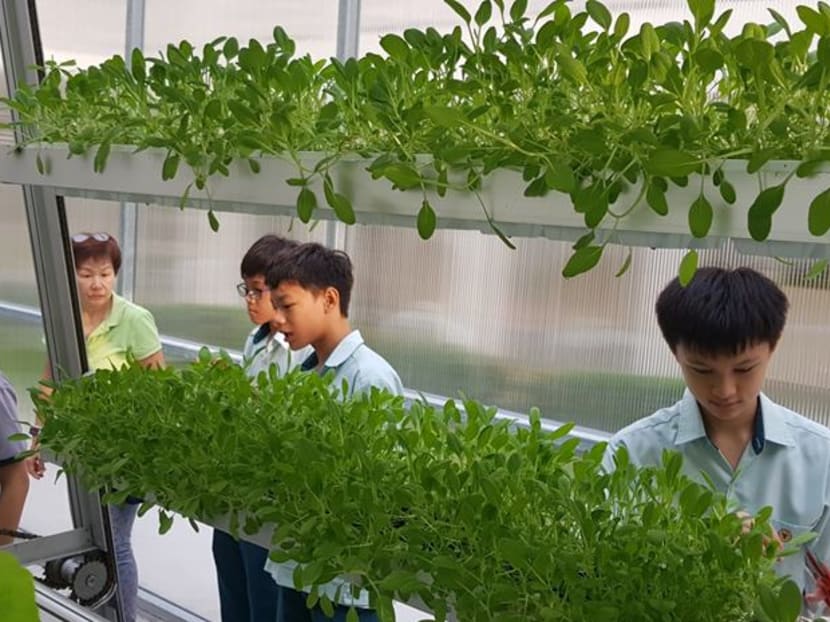 Students touring a low-carbon, hydraulic-driven vertical farming system by Singapore firm Sky Greens.