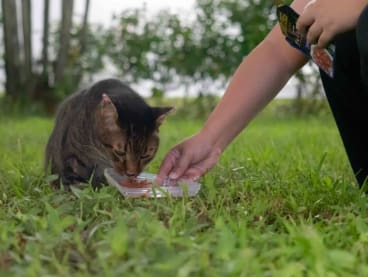 'Not an easy job': Community cat feeders say they also pay for medical care of abandoned strays