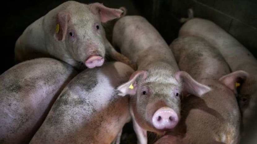 China sahkan penularan demam babi Afrika di wilayah Sichuan, Hubei