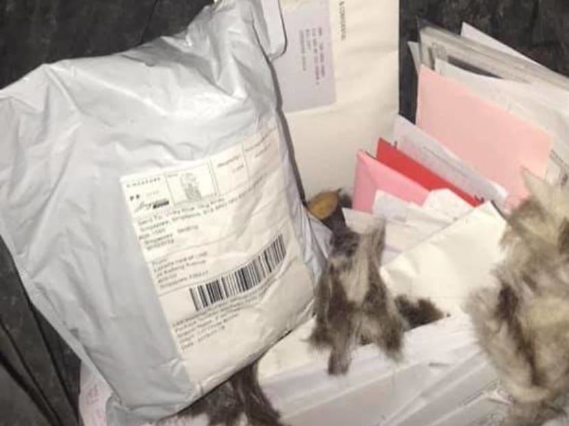 In January this year, photos posted on social media showed unopened letters belonging to residents in Ang Mo Kio in a rubbish bin.