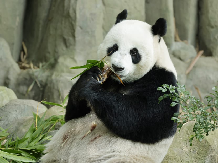 Kai Kai and Jia Jia (pictured) arrived in Singapore from China in 2012 under a 10-year agreement, known as the Agreement on Cooperation in Panda Conservation and Research. They were due to return this year. 