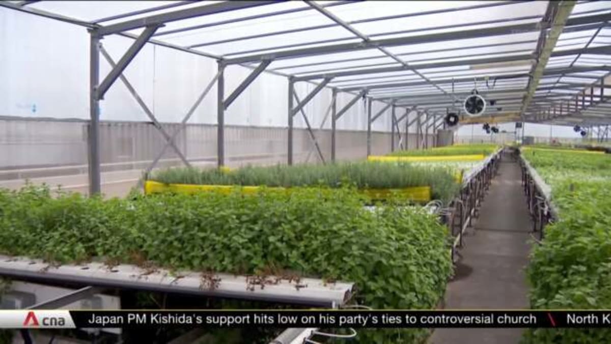 ComCrop sets up hybrid greenhouse facility to better meet Singapore's ...