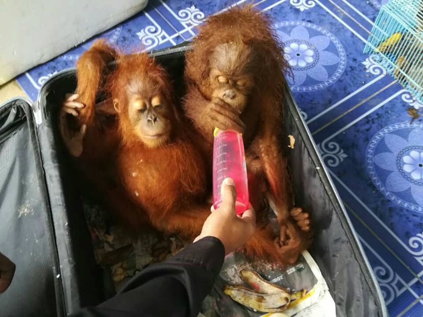 Man stopped on Thai border with orangutans, tortoises, raccoons