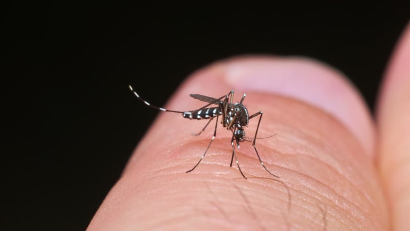 240215 aedes adobe