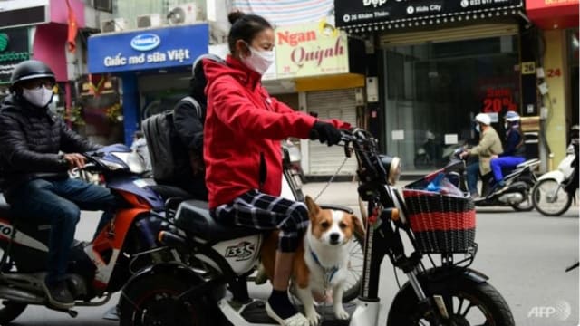 越南首例 会安市宣布逐步停止售卖猫和狗肉