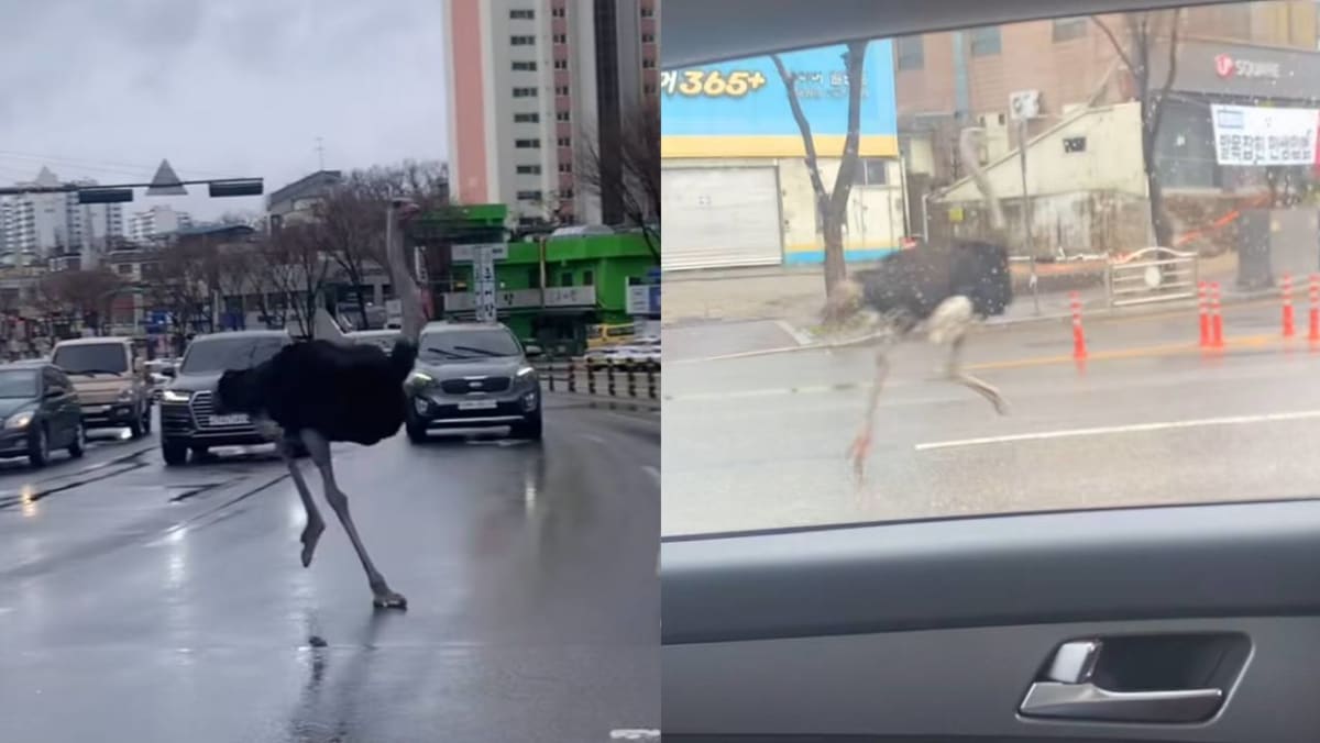 Ostrich captured after escaping Korean zoo, dodging traffic for an hour