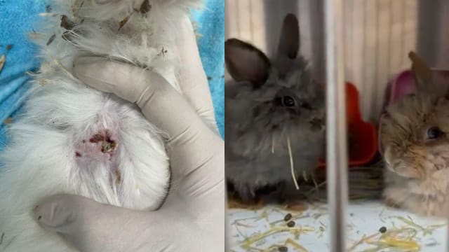 武吉巴督公园获救身体长虫 再有五只兔子疑遭弃养